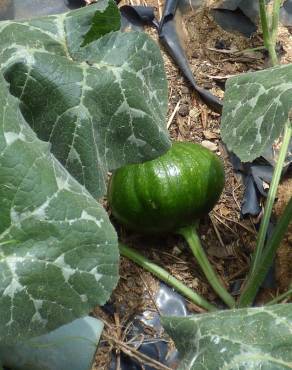 Fotografia 3 da espécie Cucurbita maxima no Jardim Botânico UTAD