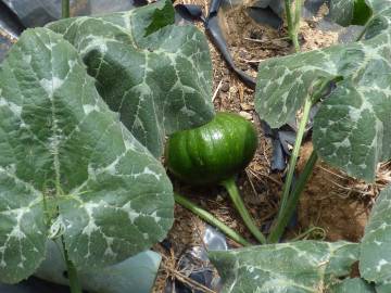 Fotografia da espécie Cucurbita maxima