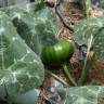 Fotografia 3 da espécie Cucurbita maxima do Jardim Botânico UTAD