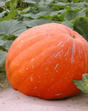 Fotografia 5 da espécie Cucurbita maxima no Jardim Botânico UTAD