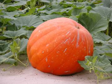 Fotografia da espécie Cucurbita maxima