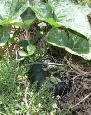 Fotografia 6 da espécie Cucurbita maxima no Jardim Botânico UTAD