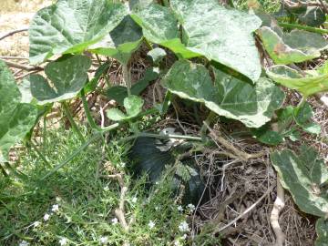 Fotografia da espécie Cucurbita maxima