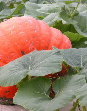 Fotografia 7 da espécie Cucurbita maxima no Jardim Botânico UTAD