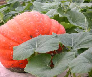 Fotografia da espécie Cucurbita maxima