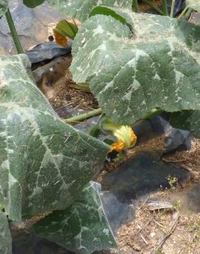 Fotografia 8 da espécie Cucurbita maxima no Jardim Botânico UTAD