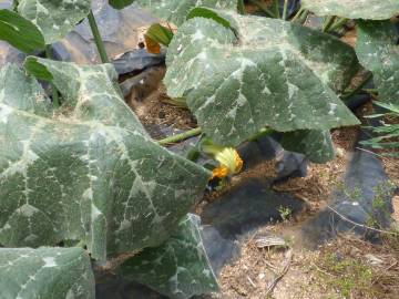 Fotografia da espécie Cucurbita maxima