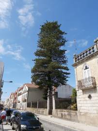 Fotografia da espécie Araucaria heterophylla