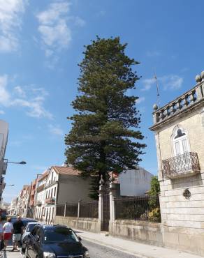 Fotografia 11 da espécie Araucaria heterophylla no Jardim Botânico UTAD