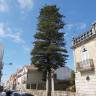 Fotografia 11 da espécie Araucaria heterophylla do Jardim Botânico UTAD