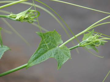 Fotografia da espécie Sicyos edulis