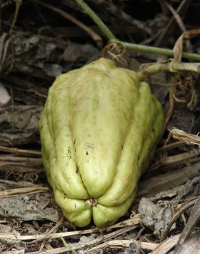 Fotografia 8 da espécie Sicyos edulis no Jardim Botânico UTAD