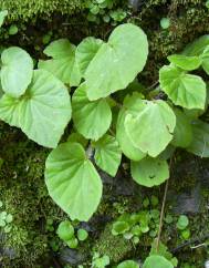 Begonia hirtella