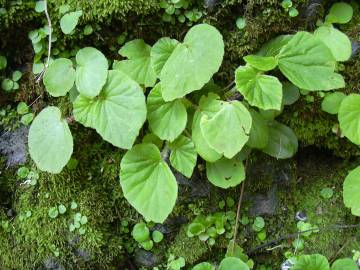 Fotografia da espécie Begonia hirtella