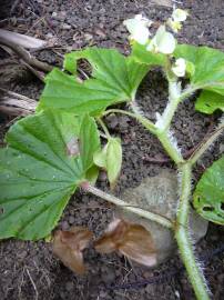 Fotografia da espécie Begonia hirtella