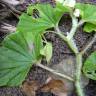 Fotografia 2 da espécie Begonia hirtella do Jardim Botânico UTAD
