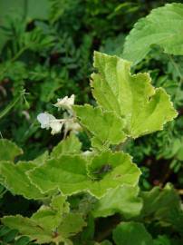 Fotografia da espécie Begonia hirtella