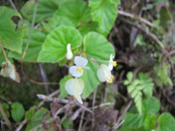 Fotografia da espécie Begonia hirtella