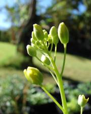 Fotografia da espécie Brassica rapa