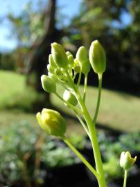 Fotografia da espécie Brassica rapa