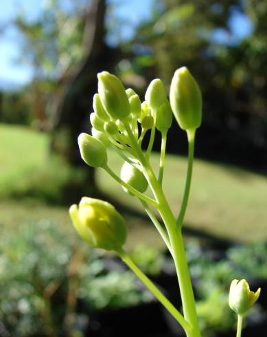 Fotografia de capa Brassica rapa - do Jardim Botânico