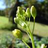 Fotografia 1 da espécie Brassica rapa do Jardim Botânico UTAD