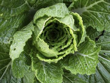 Fotografia da espécie Brassica rapa