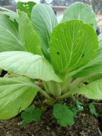 Fotografia da espécie Brassica rapa