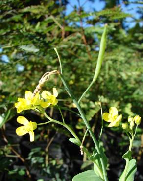Fotografia 5 da espécie Brassica rapa no Jardim Botânico UTAD