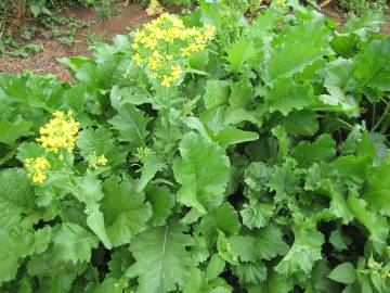 Fotografia da espécie Brassica rapa