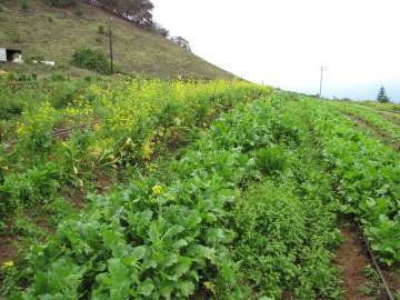 Fotografia da espécie Brassica rapa