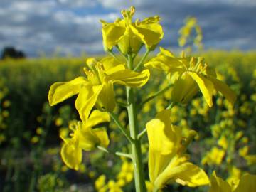 Fotografia da espécie Brassica rapa