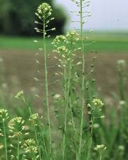 Fotografia da espécie Camelina sativa