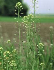 Camelina sativa