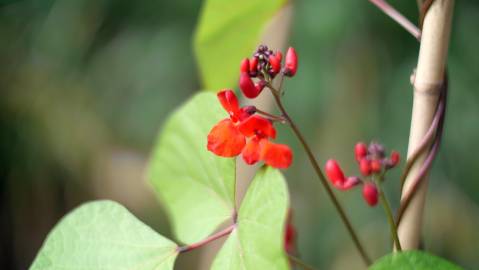 Fotografia da espécie Phaseolus coccineus