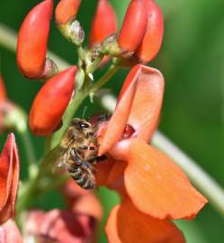 Fotografia da espécie Phaseolus coccineus