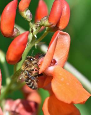 Fotografia 3 da espécie Phaseolus coccineus no Jardim Botânico UTAD