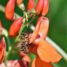 Fotografia 3 da espécie Phaseolus coccineus do Jardim Botânico UTAD