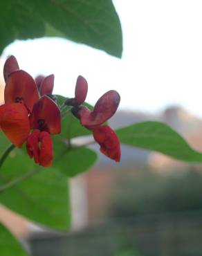 Fotografia 4 da espécie Phaseolus coccineus no Jardim Botânico UTAD