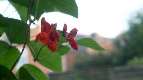 Fotografia da espécie Phaseolus coccineus