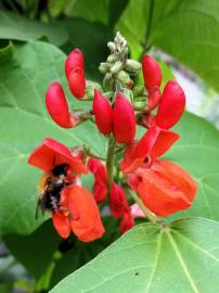 Fotografia da espécie Phaseolus coccineus