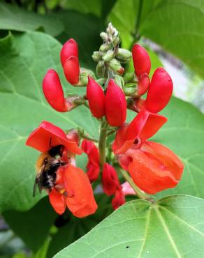 Fotografia 6 da espécie Phaseolus coccineus no Jardim Botânico UTAD