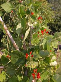 Fotografia da espécie Phaseolus coccineus