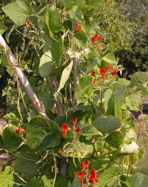 Fotografia 7 da espécie Phaseolus coccineus no Jardim Botânico UTAD