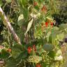 Fotografia 7 da espécie Phaseolus coccineus do Jardim Botânico UTAD