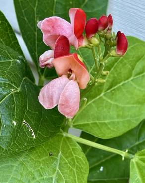 Fotografia 8 da espécie Phaseolus coccineus no Jardim Botânico UTAD