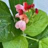 Fotografia 8 da espécie Phaseolus coccineus do Jardim Botânico UTAD