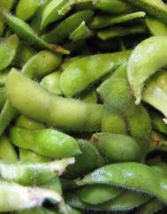 Glycine max