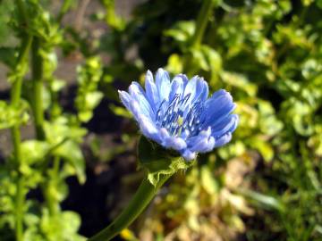 Fotografia da espécie Cichorium endivia subesp. endivia