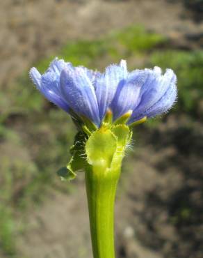 Fotografia 4 da espécie Cichorium endivia subesp. endivia no Jardim Botânico UTAD